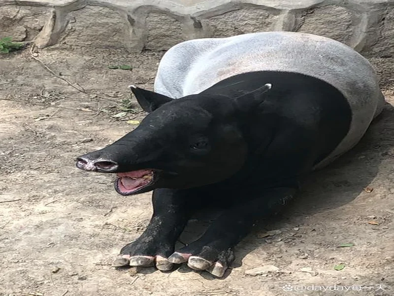 SPUNJ:ZywOo让所有质疑者闭嘴,但另外三大动物园仍具威胁